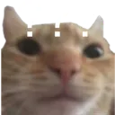 cathuh