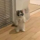 Cool Cat cool_cat Discord Emoji