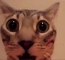 confused_cat