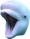 BelugaPog