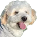 mochihappy
