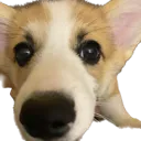 yukisniff yukisniff