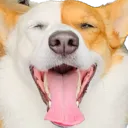 yumismile