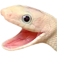 Snakewhite