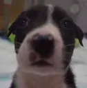 stare_eric