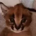 flop