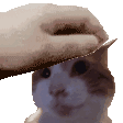 ryacat Discord Emoji