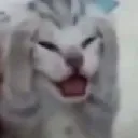 Scaredcat scaredcat Discord Emoji