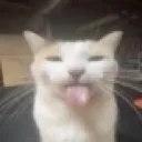 Sillycat Discord Emoji