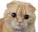 CAT_Stare