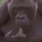 monkey_think monkey_think