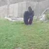 monkeypunch
