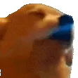 dogJAM