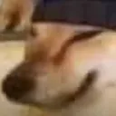 smug_shibe