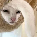 Anglercat