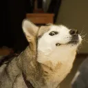 Doggofunny Discord Emoji