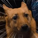 Doggo Scared Discord Emoji