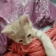 IGoSleep2 IGoSleep2