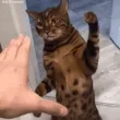 PawsOff2
