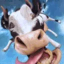 moo moo