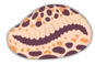 00cowry Discord emoji
