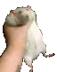 RatShakeL RatShakeL