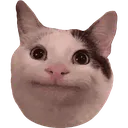 cat7 cat7