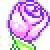 pinkrose