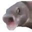 POGGIES POGGIES