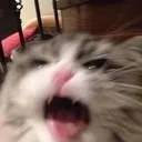 vaa_cat