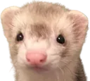 ferretstare