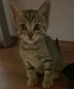 kihkih