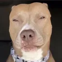 lightskinahhdog
