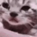 catcry catcry