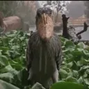 bordstare