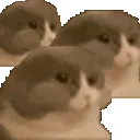 catschewingfast