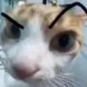 catHuh