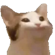 toothycat