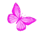 Jambutterfly
