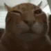buh