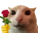 catRose