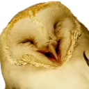 owllaugh
