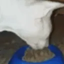 gulp