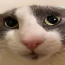 cathonestreaction