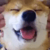 shiba_massage_BC