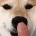 shiba_nose_BC