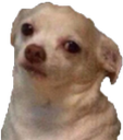 chihuahua__ Discord Emoji - 老司機吃魚喝茶哈拉打屁討論區