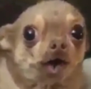chihuahua_wow Discord sticker from 老司機吃魚喝茶哈拉打屁討論區