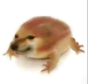 A dog head photoshopped onto a frog body standing on a white background.