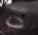 Shork
